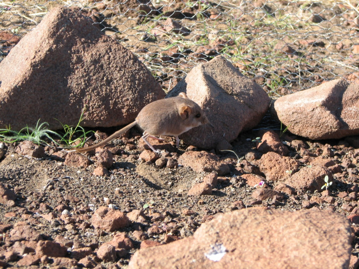 Rare Mouse Resembling Miniature Elephant Discovered in African Desert