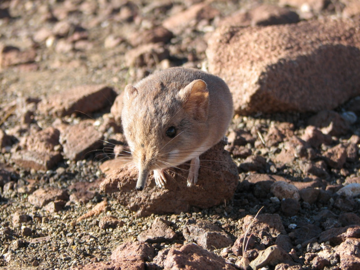 Rare Mouse Resembling Miniature Elephant Discovered in African Desert