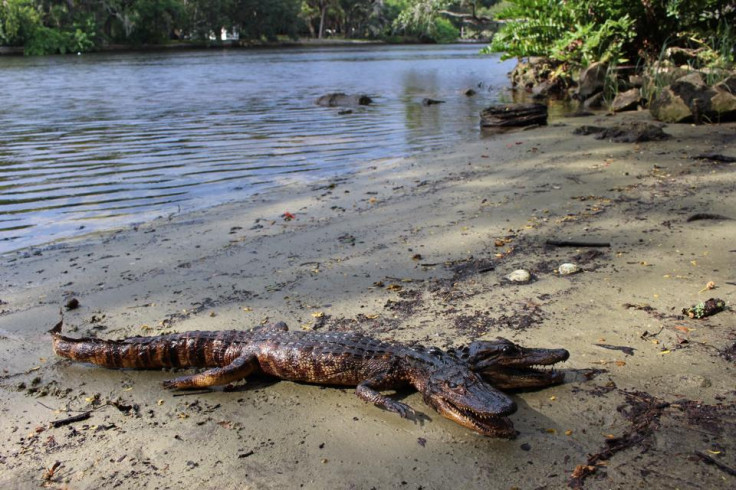 Justin Arnold posted an image of two headed alligator to his Facebook account.