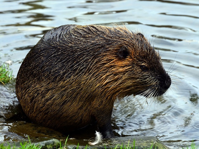 The Scottish Beaver Trial Final Report After Norwegian Beavers Released At Knapdale Forest