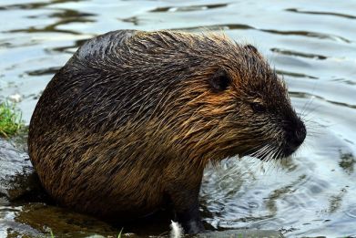 Beavers could be captured and put in a zoo by the government over disease fears