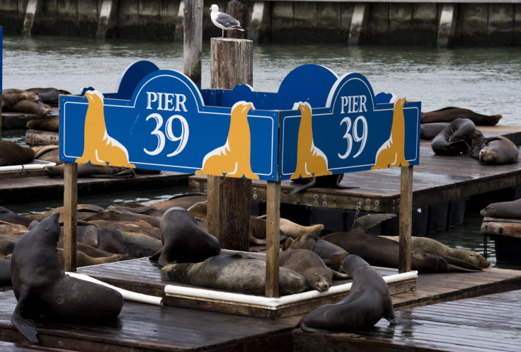 sea lions pier 39