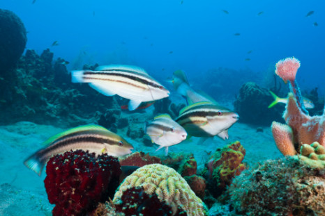 Caribbean Coral Reefs parrot fish