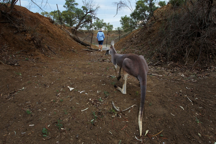 Kangaroo