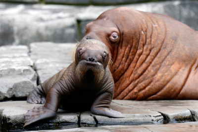 Hot Shots Photos of the Day: Baby Walrus, Peta Nude 