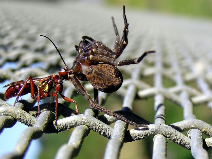 Spider hunting wasp