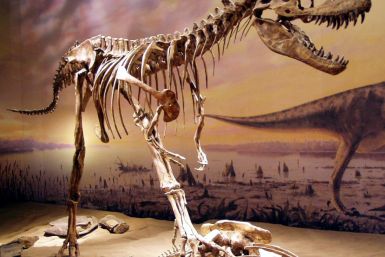The Gorgosaurus was a bipedal predator which could weigh up to nearly three tonnes