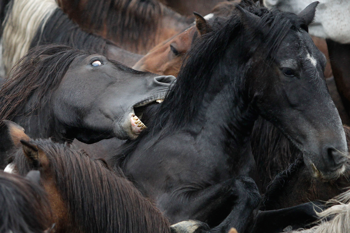 rapa das bestas horses biting