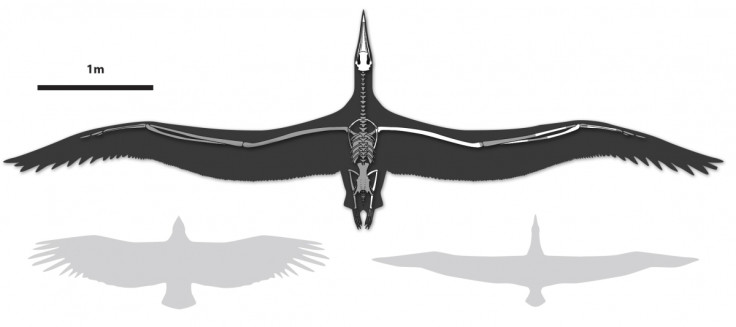 Pelagornis sandersi