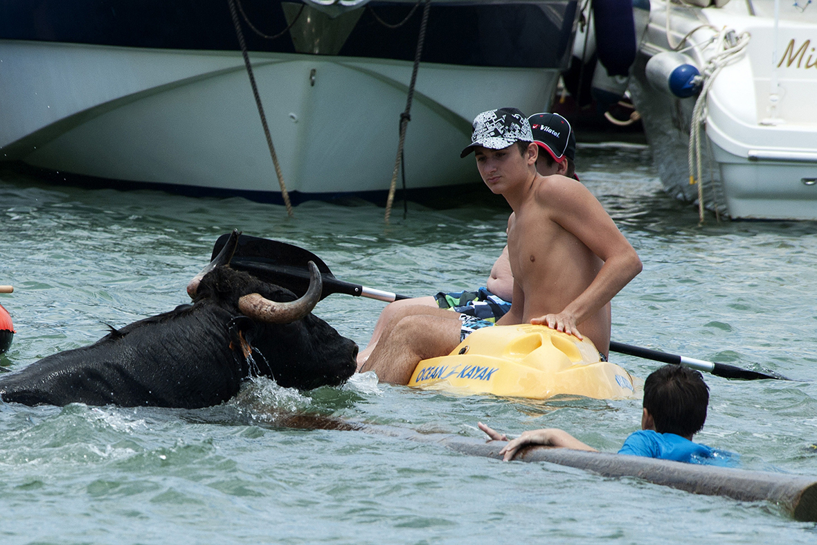 bull in sea kayak