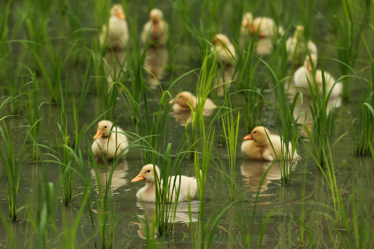 ducklings rice