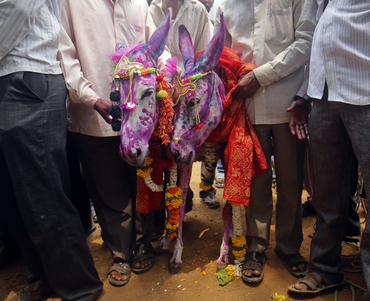 India monsoon and donkey weddings