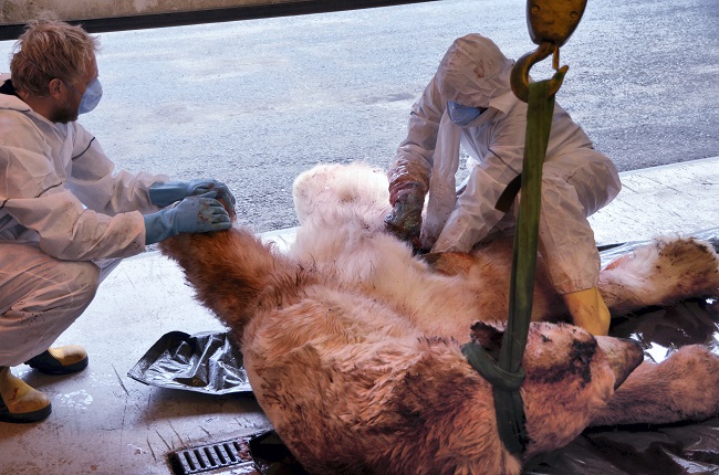 Horatio Chapple Polar Bear Tragedy: Leader Tried to Gouge Its Eyes Out