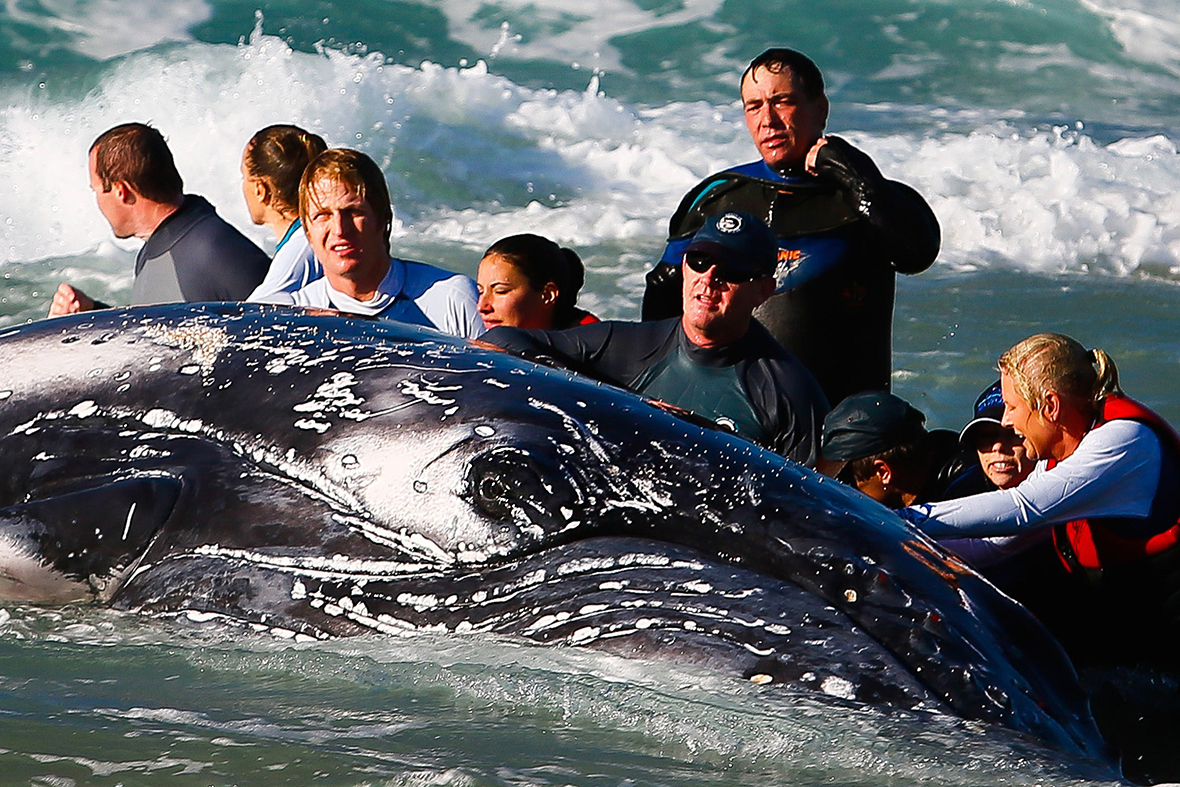 Photos of Desperate Attempt to Save Beached Whale on ...