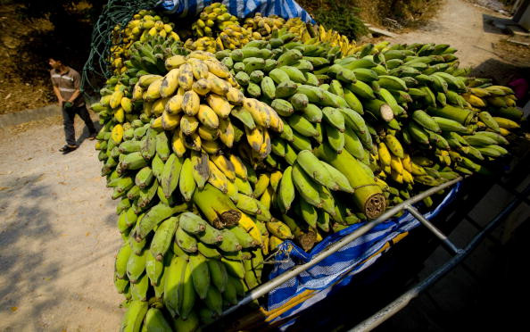 Cocaine in Bananas