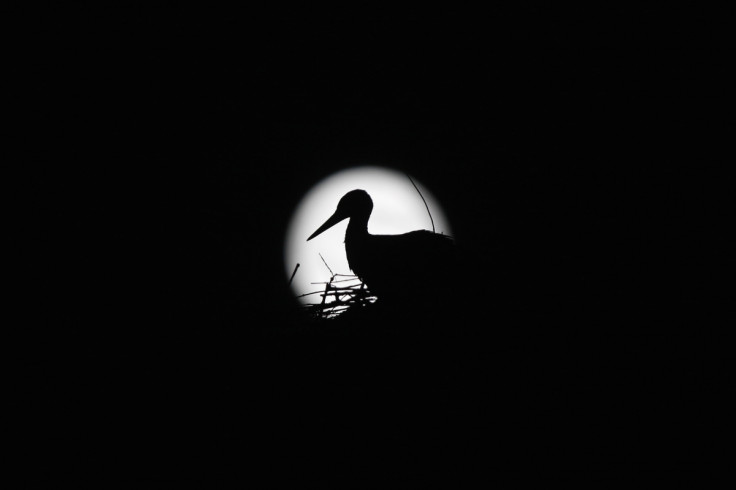 A stork is silhouetted against the Supermoon in its nest in downtown Arriate, in the southern Spanish province of Malaga