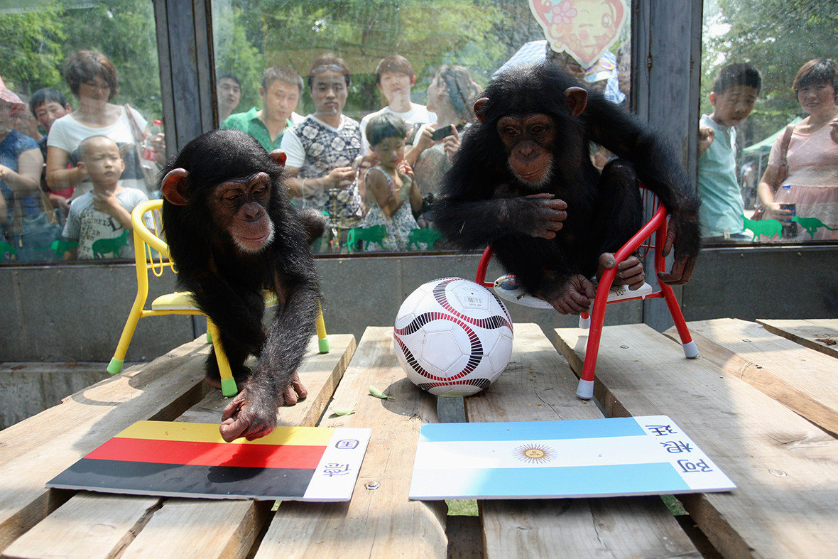 world cup chimps