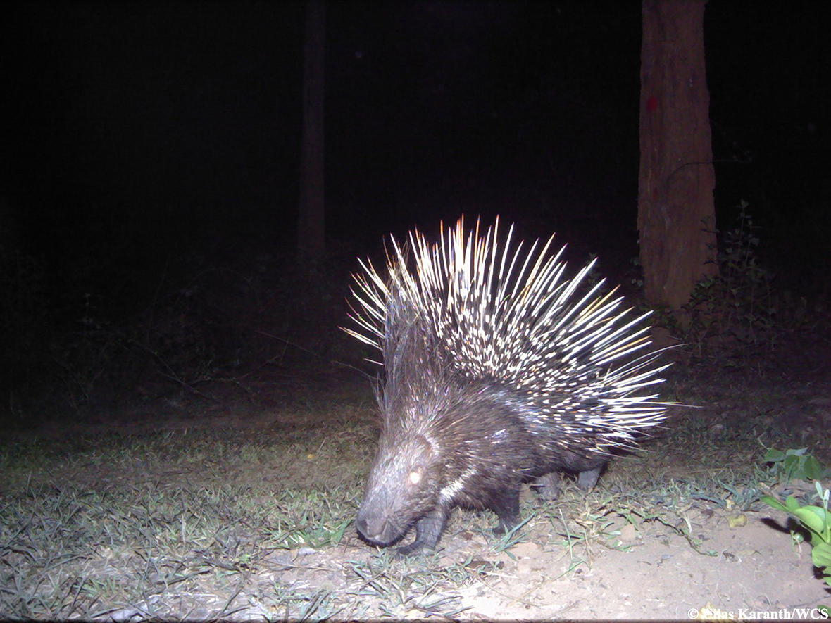animal trap porcupine