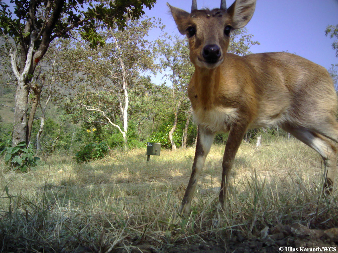 camera trap antelope
