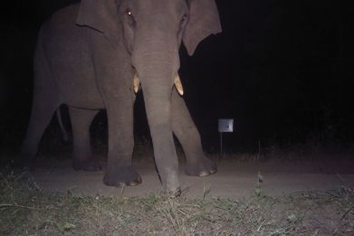 animal trap elephant