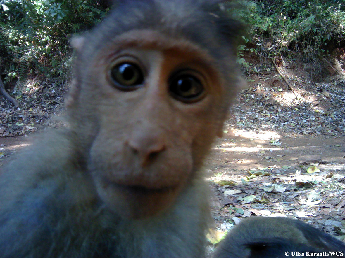 camera trap monkey