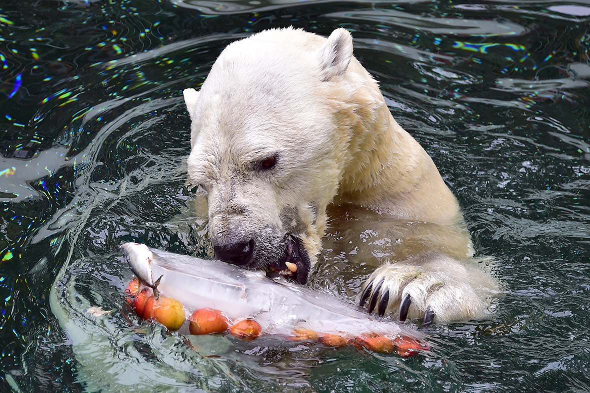 Собаки рыбу съедят. Белый медведь с рыбой. Белый медведь питается.