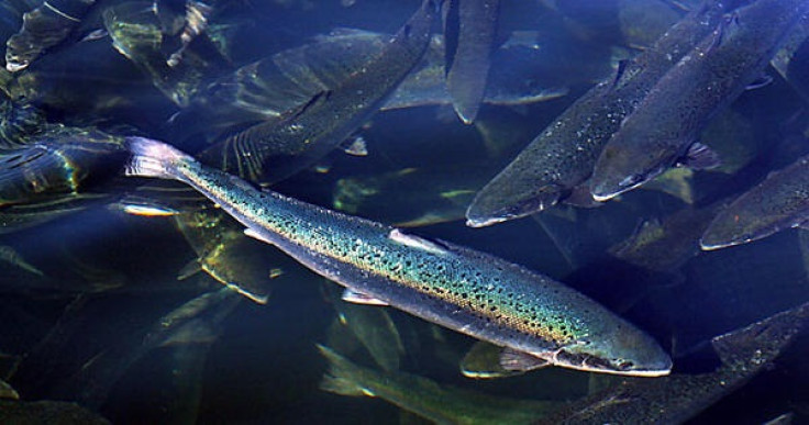 Salmon farms can pose a threat to wild fish stocks