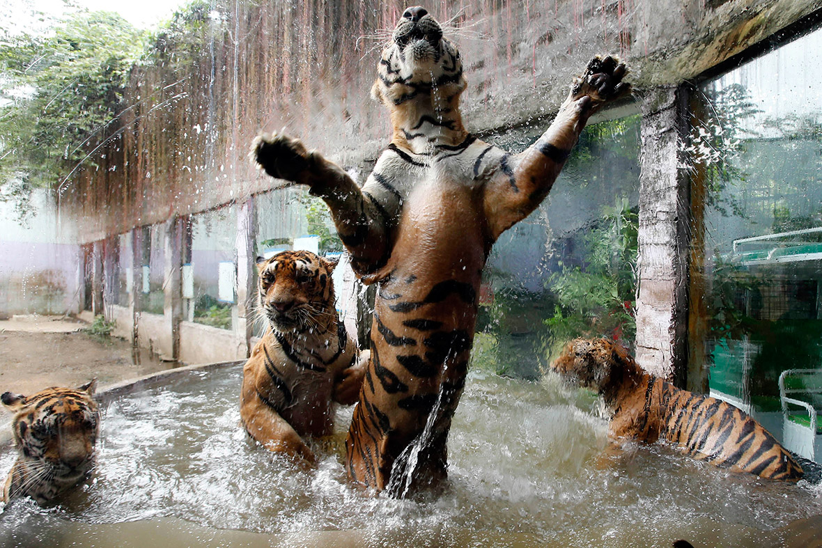 bengal tiger cubs