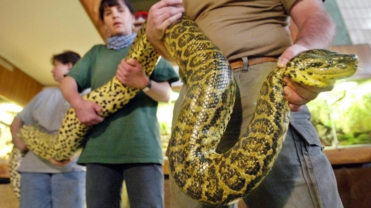 green anaconda size in feet