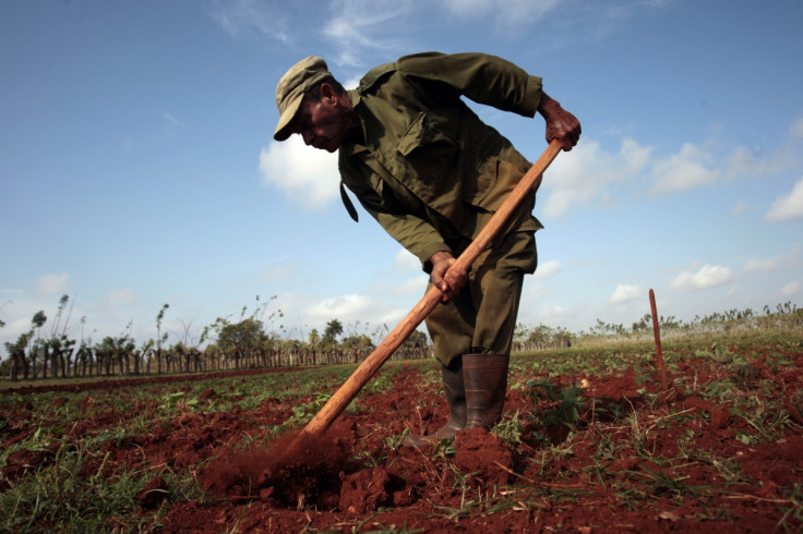 Cuba farmer