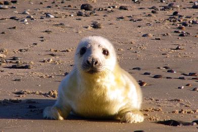 grey seal pup