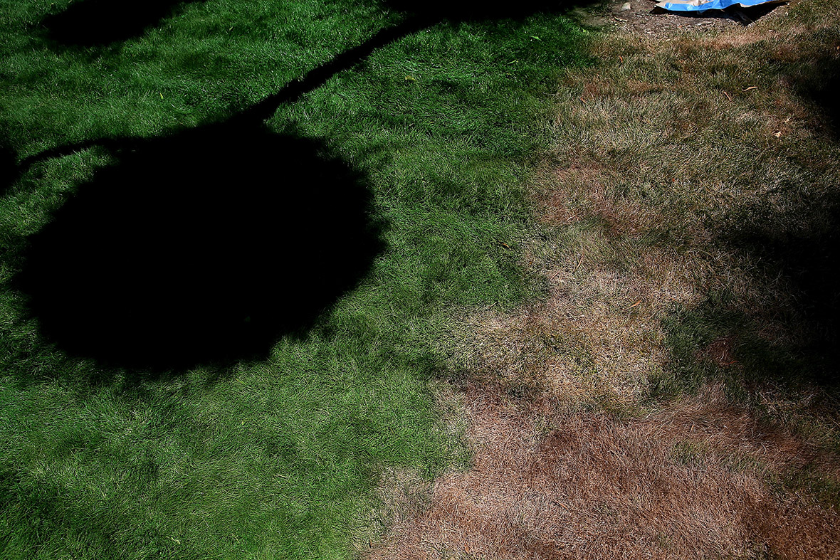 California Drought Residents Paint their Lawns Green