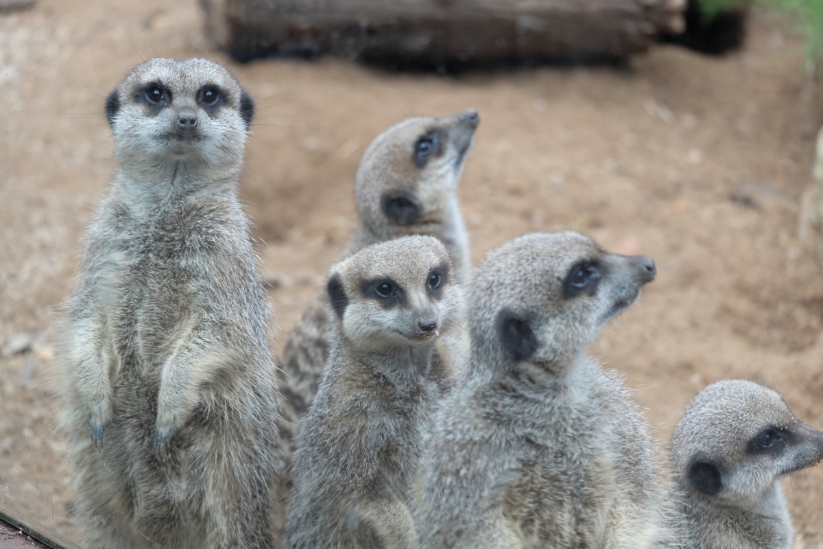 Still Think They're Cute? Sinister Meerkats Banish Females That Breed