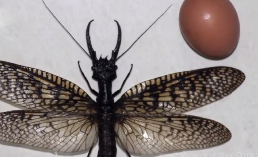 World's Largest Aquatic Bug 'Dobsonfly' with EightInch Wingspan