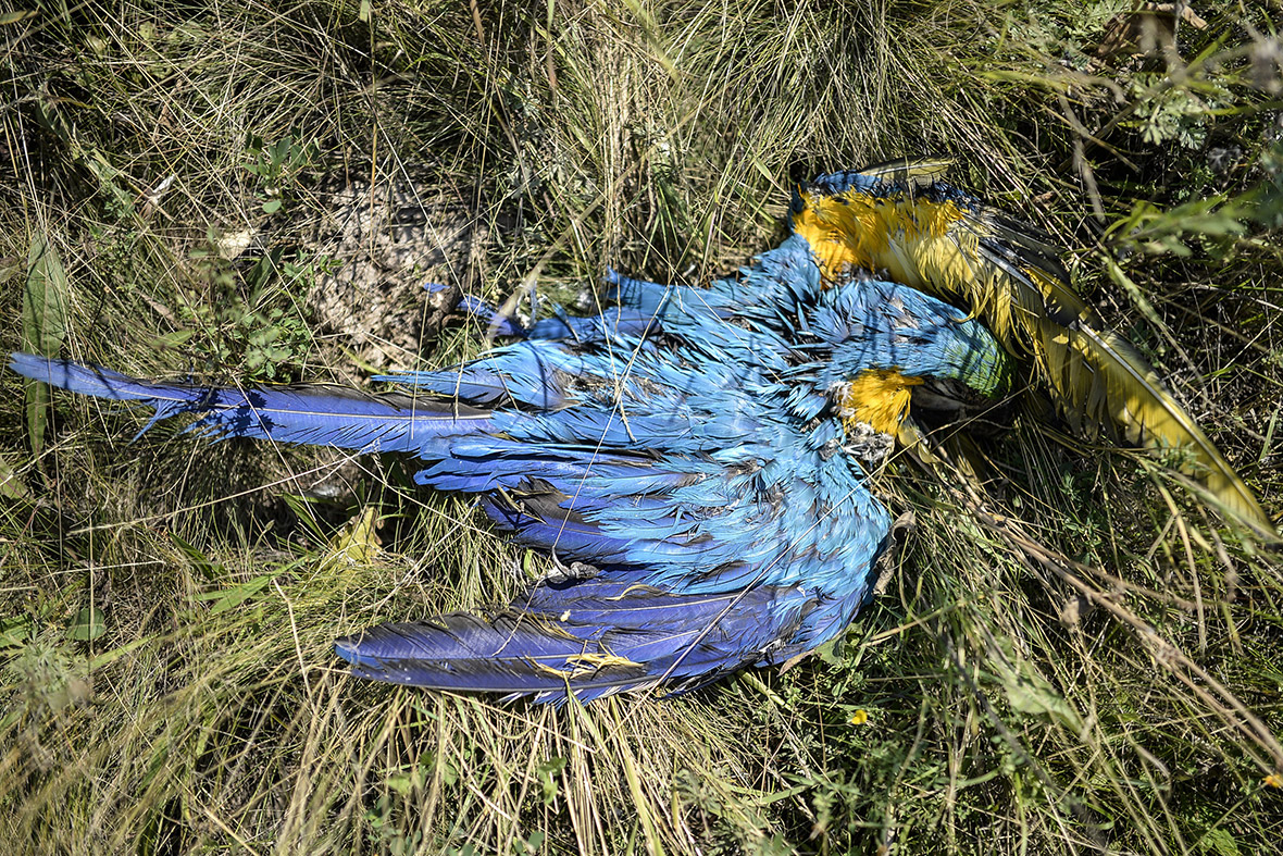 mh17 dead parrot