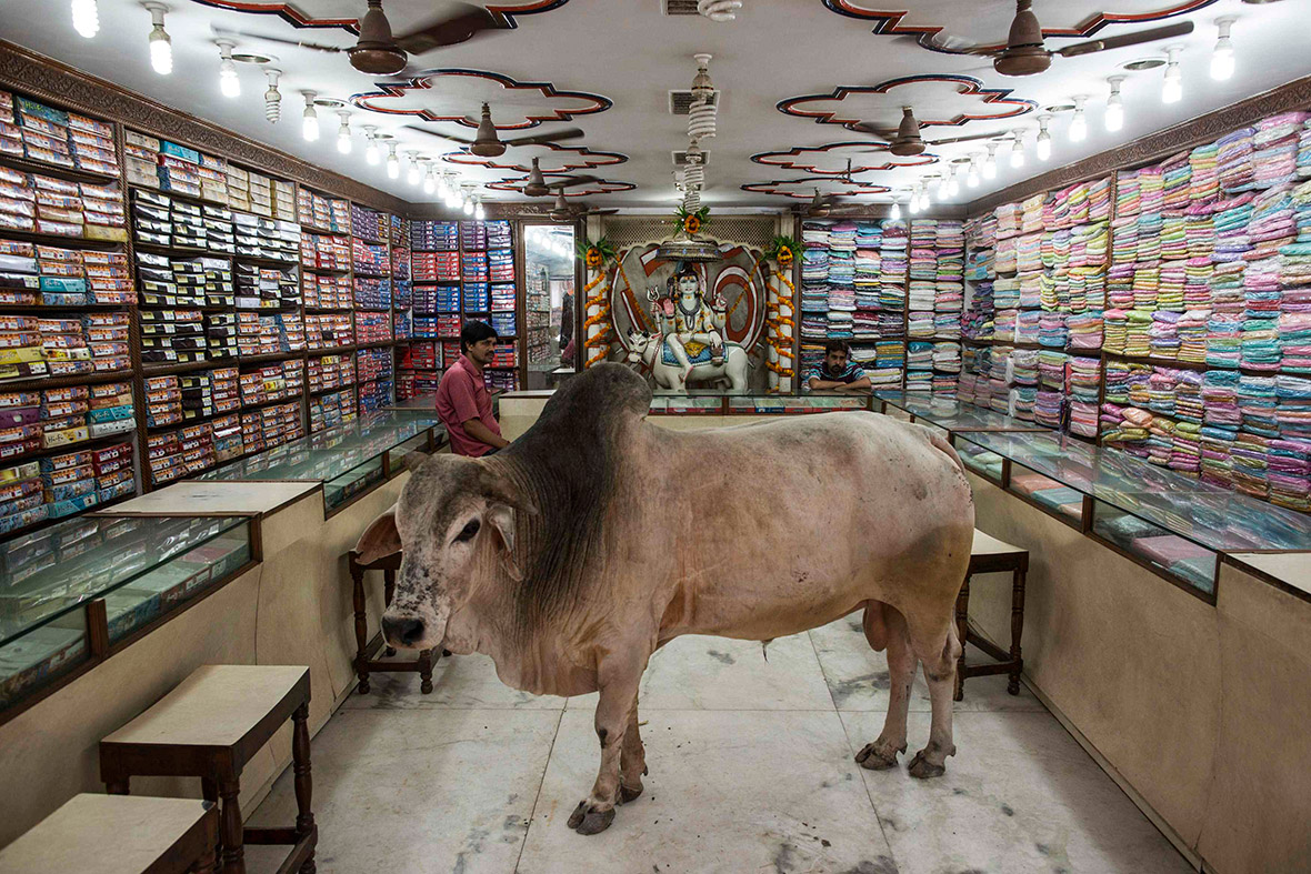 bull in shop