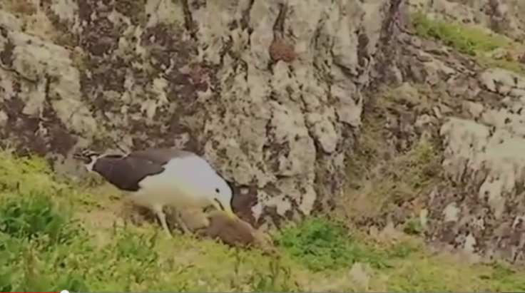 Seagull eating rabbit