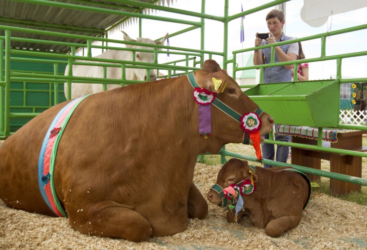 cow Belarus