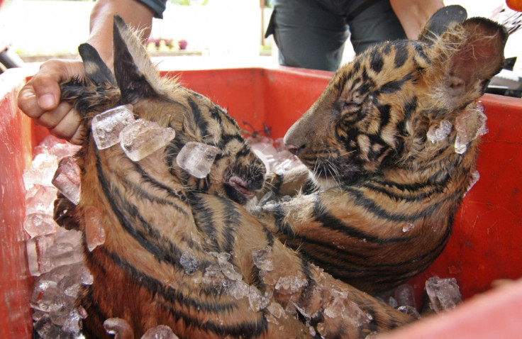 tiger poaching