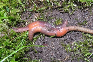 Earthworm copulation