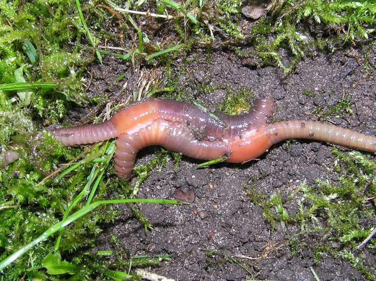 Earthworm copulation