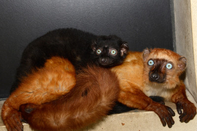 blue-eyed black lemur