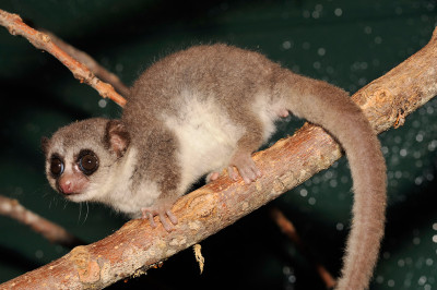 fat-tailed dwarf lemur
