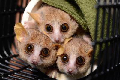 mouse lemurs
