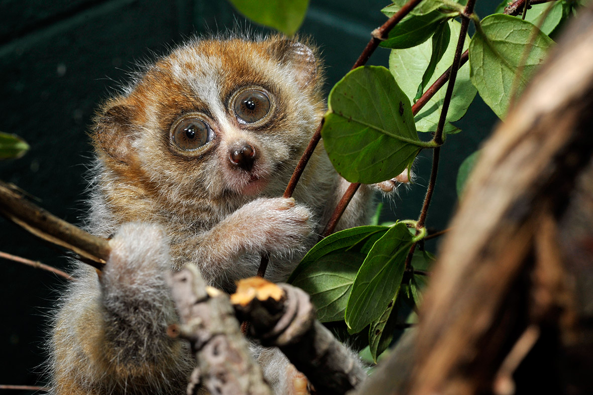 Lemurs Everything You Could Ever Want to Know About World
