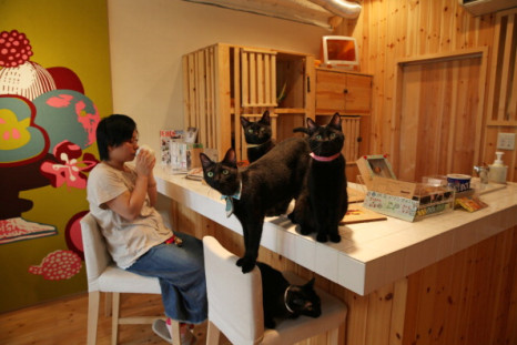 Japan's Black Cats Only Cat Cafe