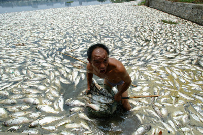 china water pollution dead fish