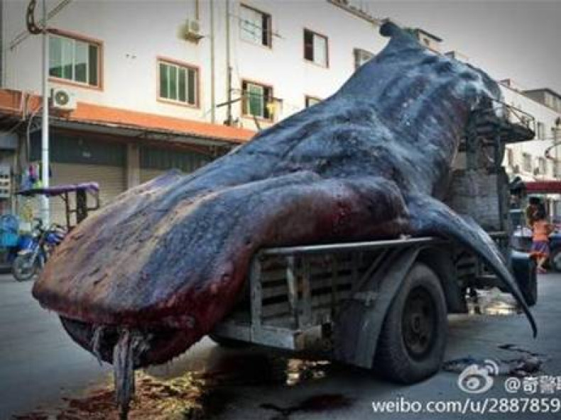 The Chinese fisherman claimed not to know the Whale Shark is an endangered species - but was taking it to market.
