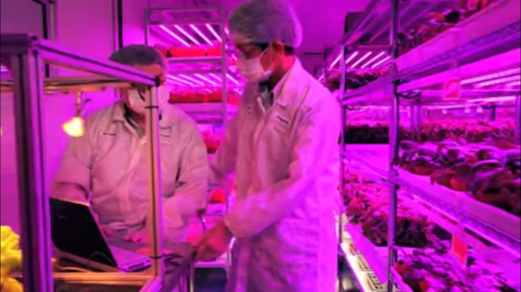 Panasonic's indoor vegetable farm in Singapore