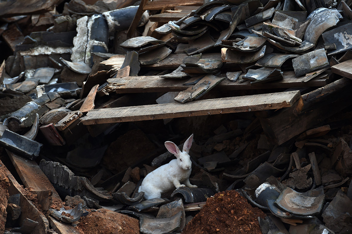china earthquake rabbit